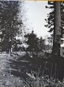 The large tree growing in one of the Indian Pits on Fish Trap Creek PRJ 1390
